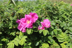 ハマナスの花