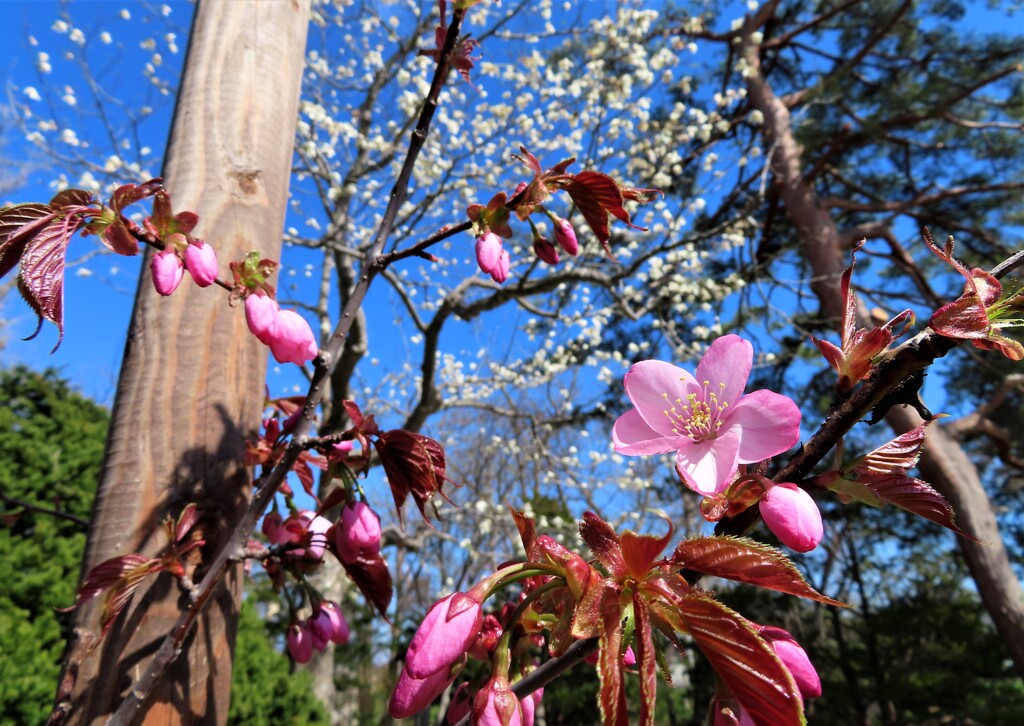 街の花　桜