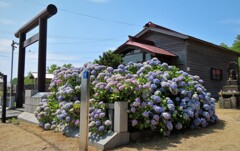 北の地の夏花たち　２