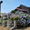 北の地の夏花たち　２