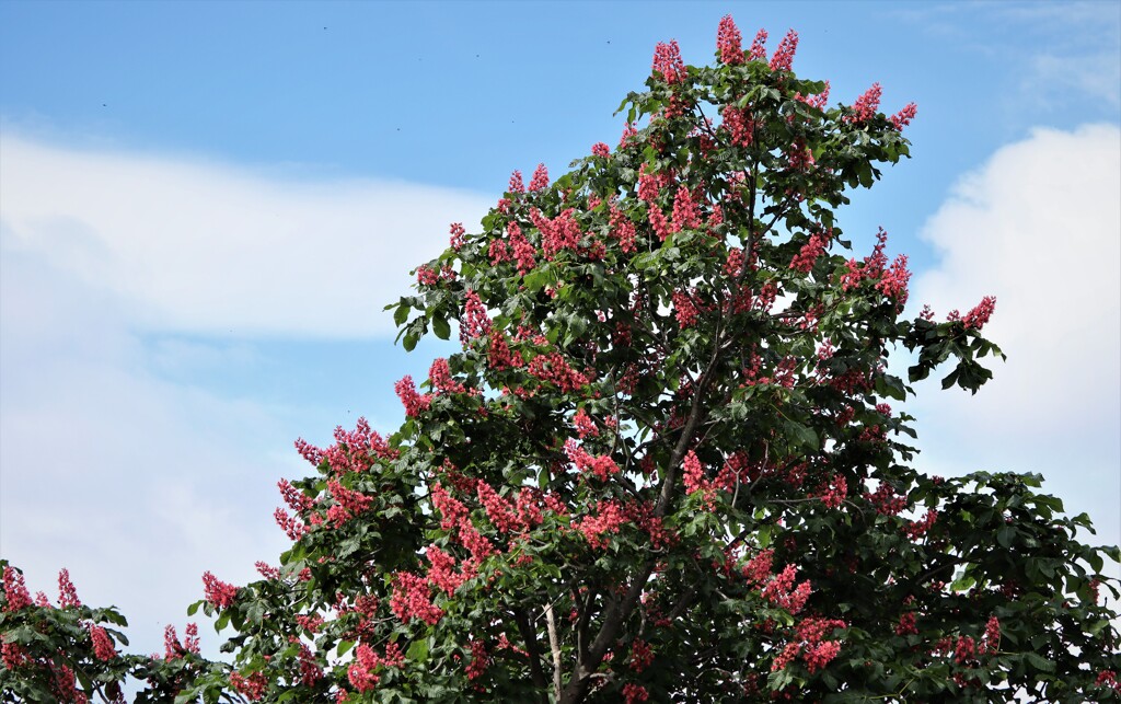 2021年5月　札幌の花たち　木の花