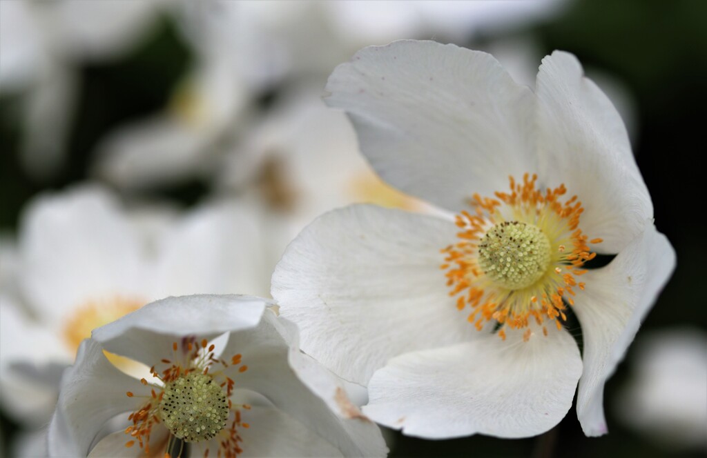 2021年5月　札幌の花たち　５