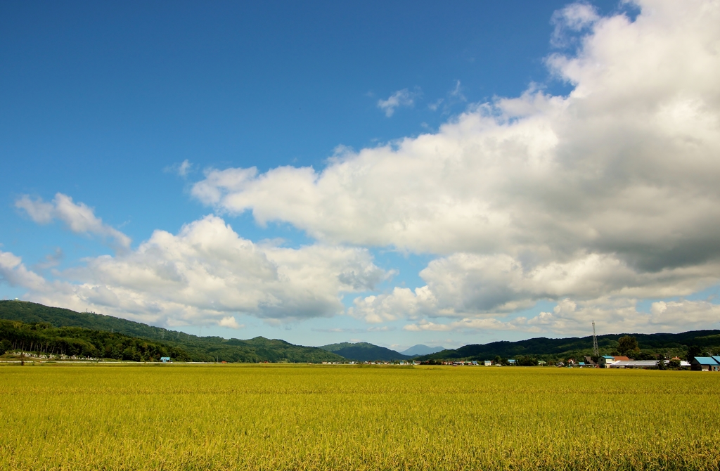 雲と田んぼ