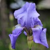 庭の花　３