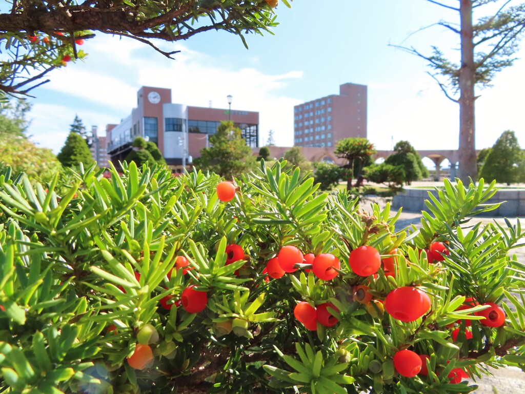 初秋　我が町風景　７