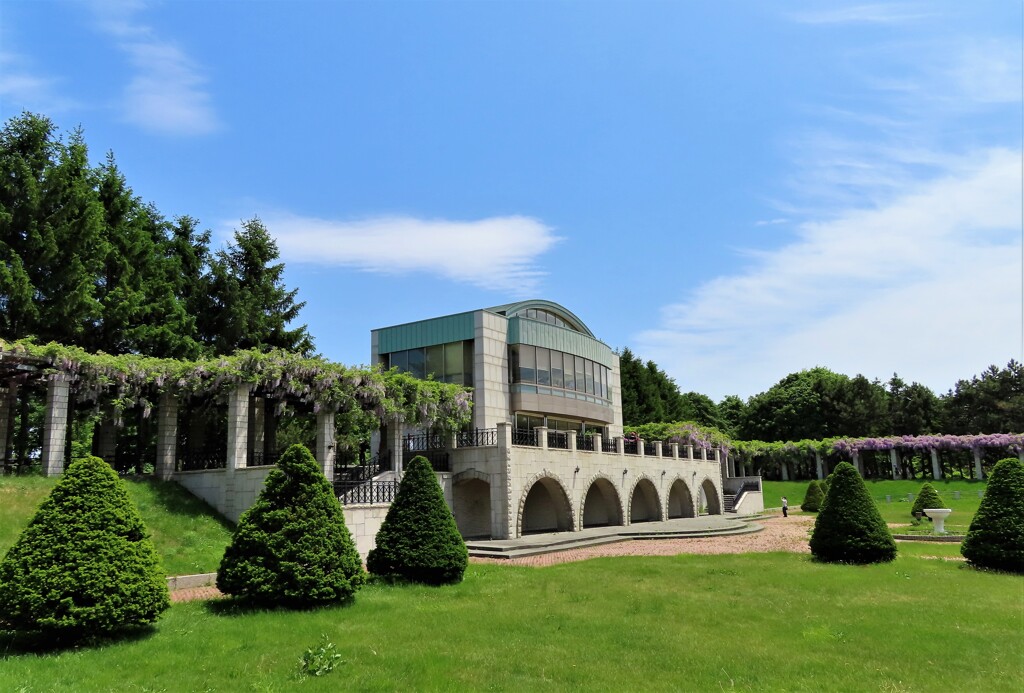 藤が咲く公園　７