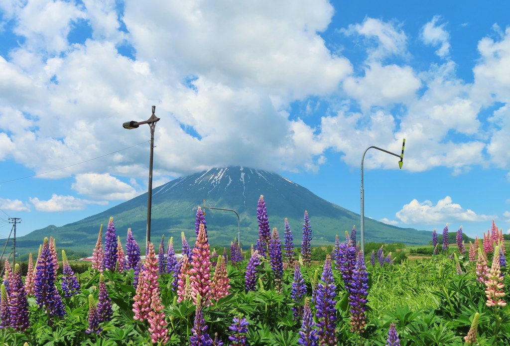 ルピナスと山