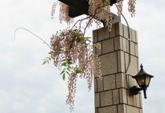 藤とランプ