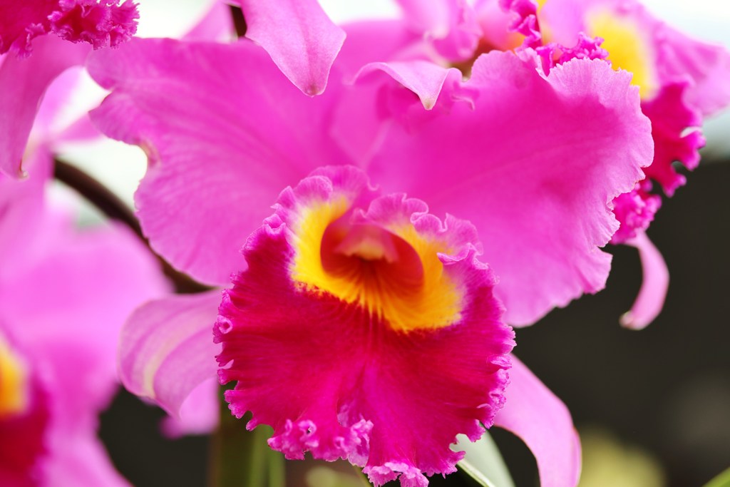 Greenhouse　flowers　Ⅲ