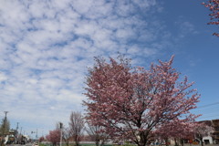 桜　7