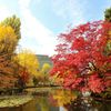 北海道庁の紅葉