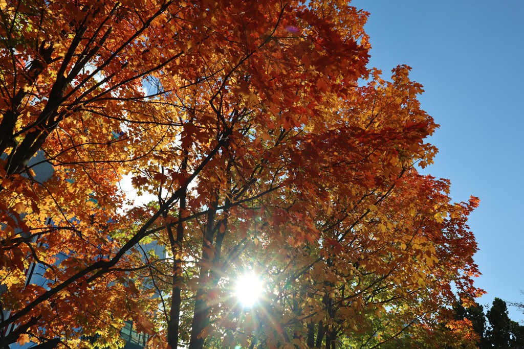 都会紅葉　１