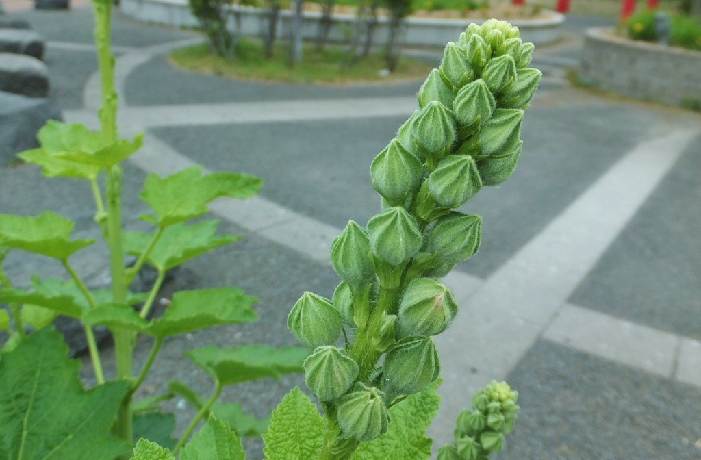 通勤路の草花　６