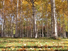 白樺林の秋　その１