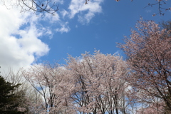 桜　青空に映えて