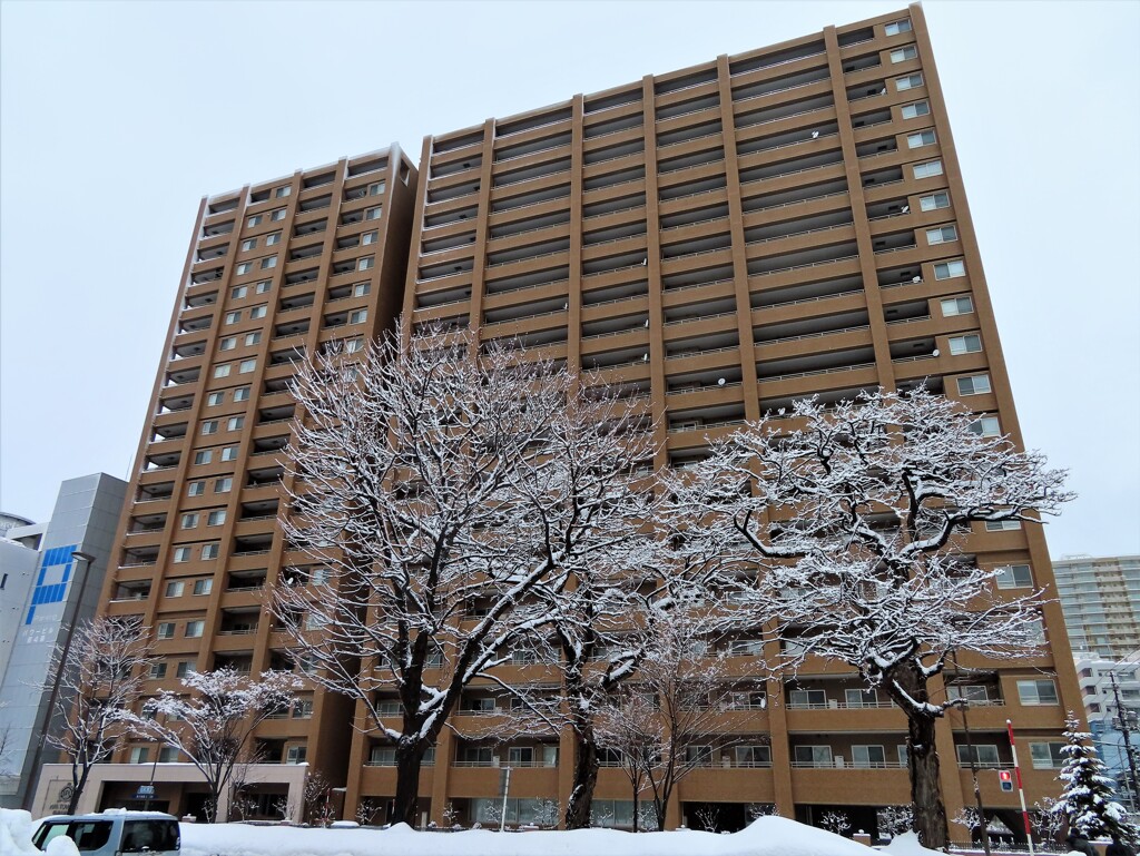 マンションと白桜