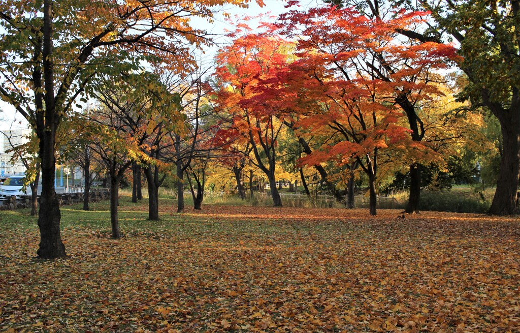 紅葉と落葉