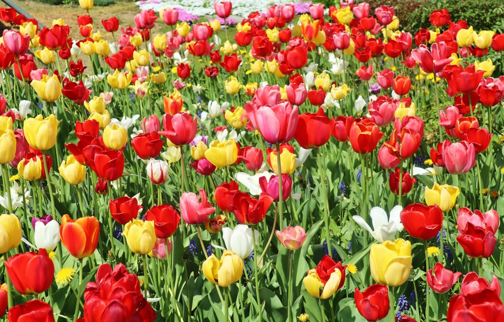 チューリップ　イッパイ！