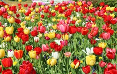 チューリップ　イッパイ！