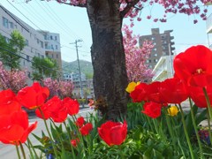チューリップと桜