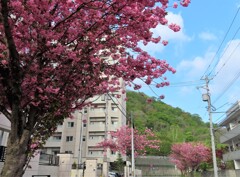 八重桜が旬　３