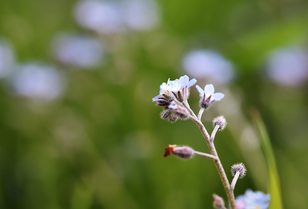 五月の花たち　５