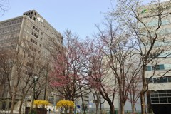 黄色と白と、そして桜色