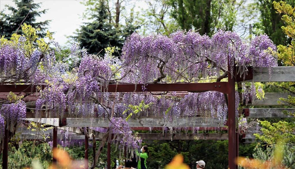 2021年5月　札幌の花たち　藤