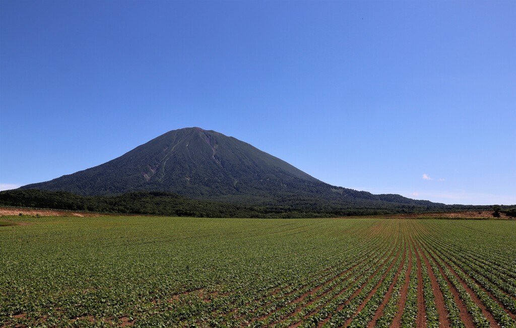 今日は、羊蹄山　５