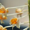 何の花？