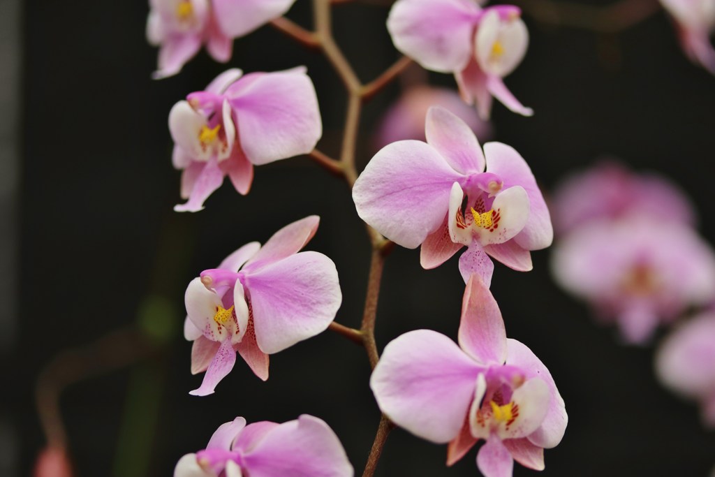 Greenhouse　flowers　Ⅳ