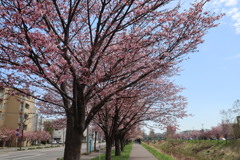 桜　9