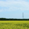 青空と菜の花畑　２