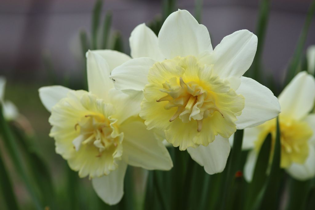 我が家の庭から　Ⅱ