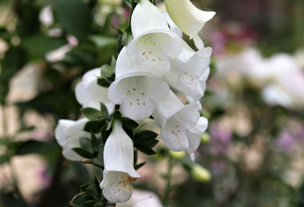 華々しい　１０