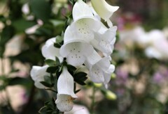 華々しい　１０