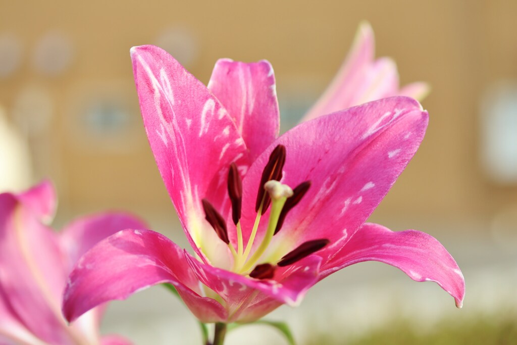 街の花たち　２