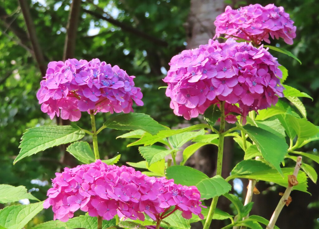 紫陽花　赤系を狙い