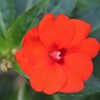 秋　花事情　１４