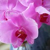 花　１１