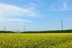 青空と菜の花畑　１