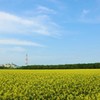 青空と菜の花畑　１