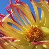 9月の花は、9月のうちに　１