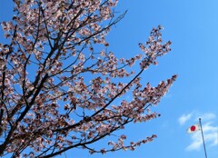 祝日の桜