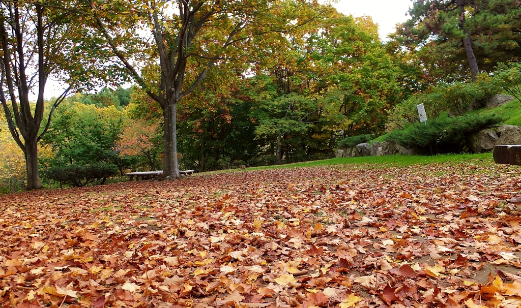 公園の秋　Ⅳ