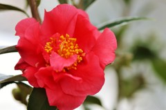温室は春だった　　passinate red