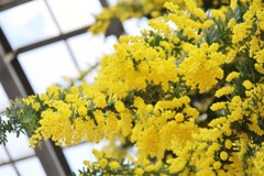 ミモザの花