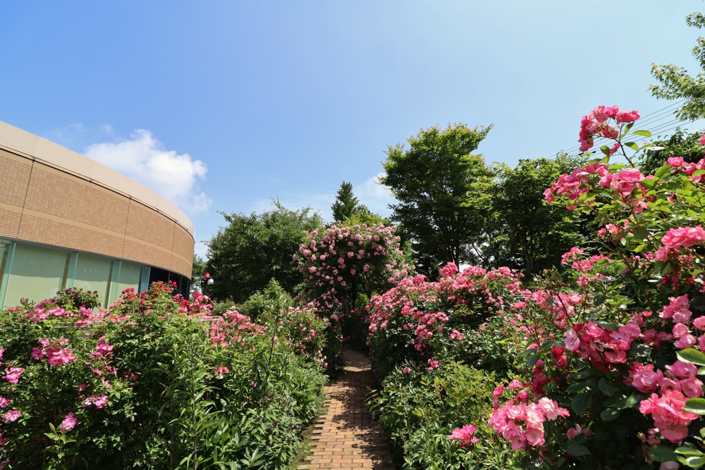 ロイズガーデン８