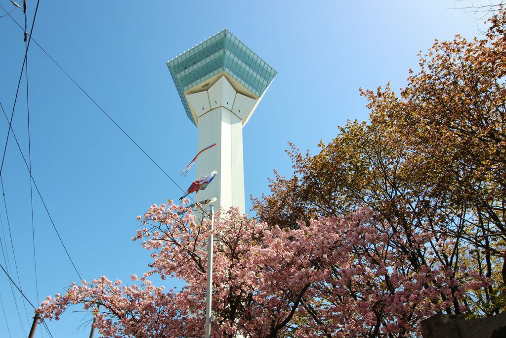 タワーと桜