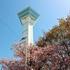 タワーと桜